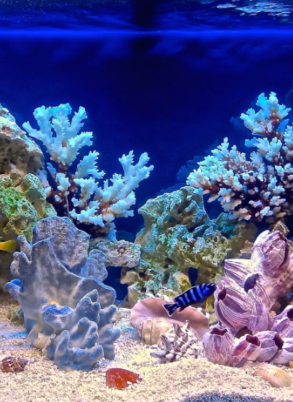 CoralClean LLC GFO