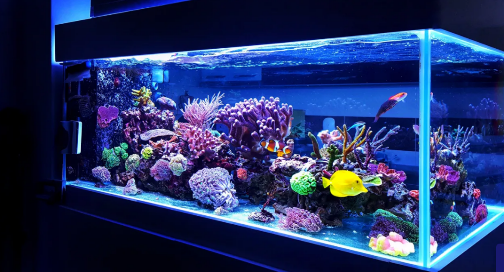 CoralClean LLC for aquariums and other uses